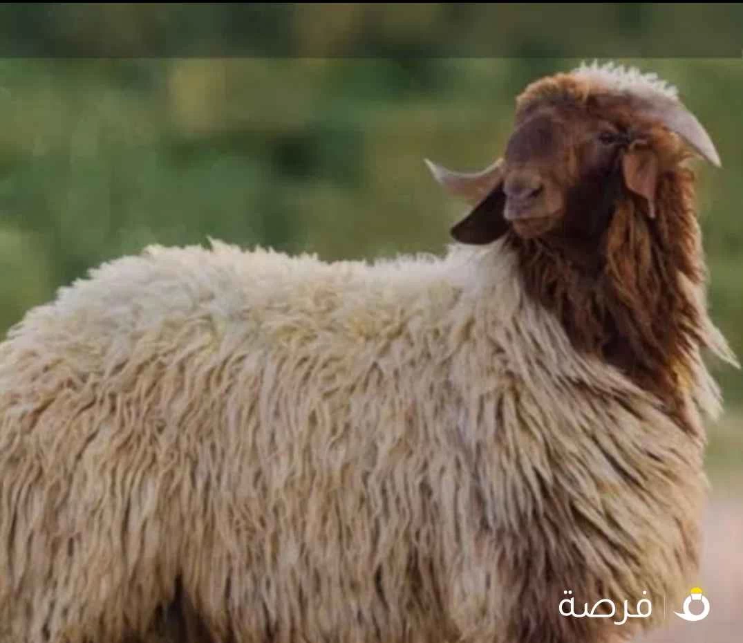 قصاب تحت الطلب +زبايح للبيع مع التوصيل جميع مناطق الكويت