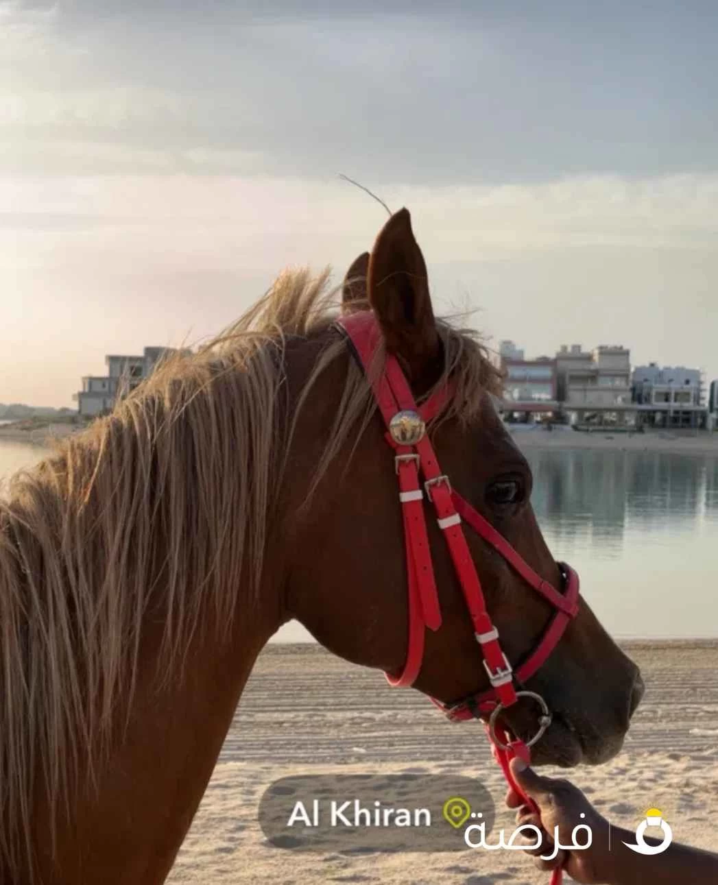 للايجار خيول جميع مناطق الكويت