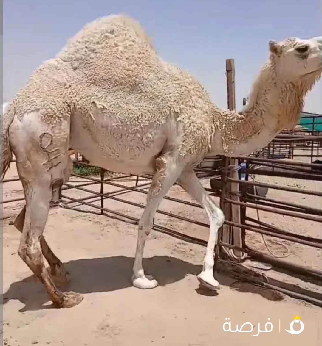 للبيع قعدان محليه فاخره شي يجمل