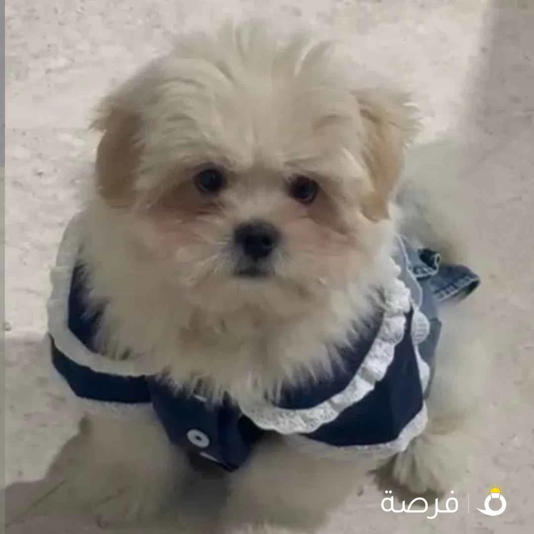 كلب مالتيبو للبيع