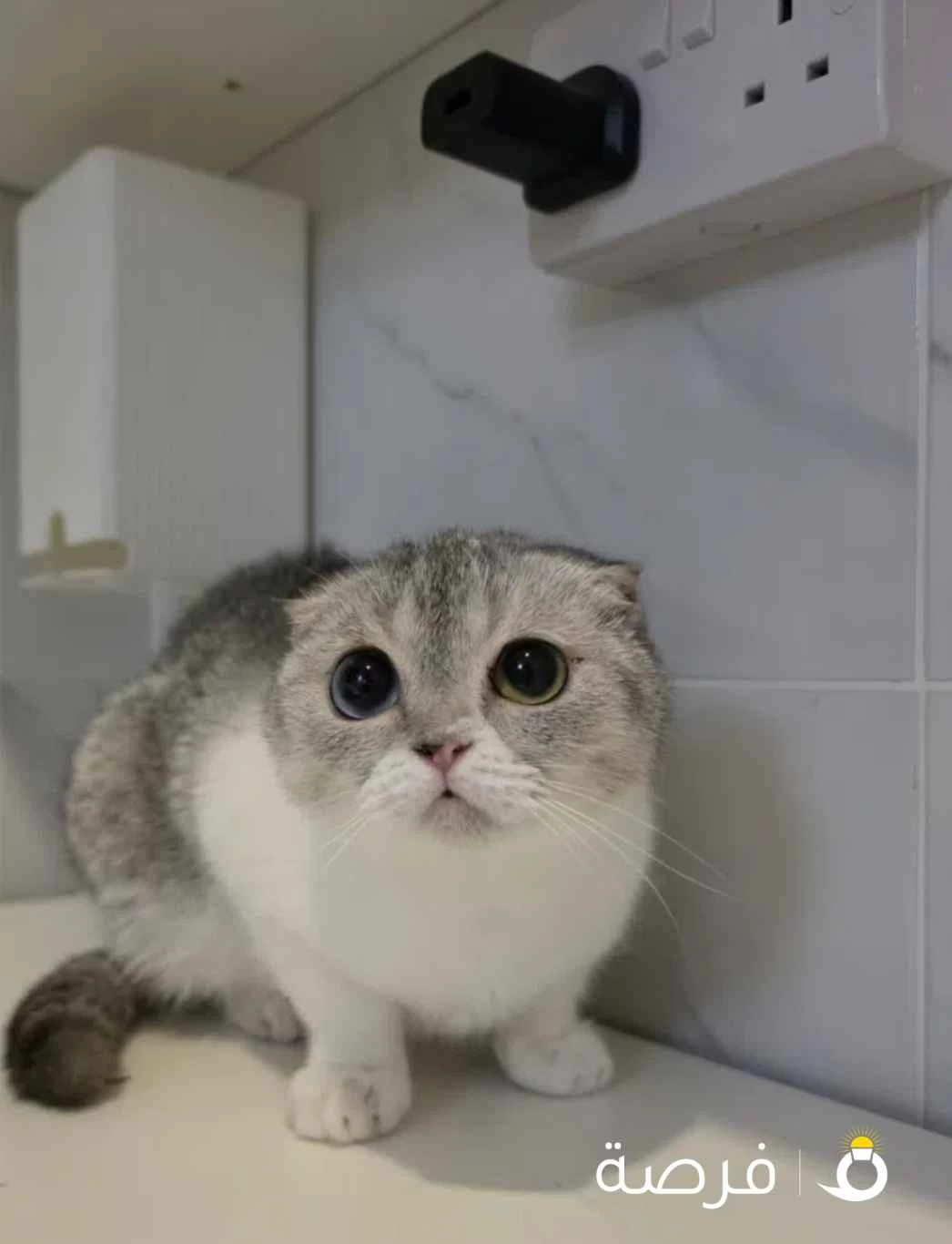 قطط للتبني
