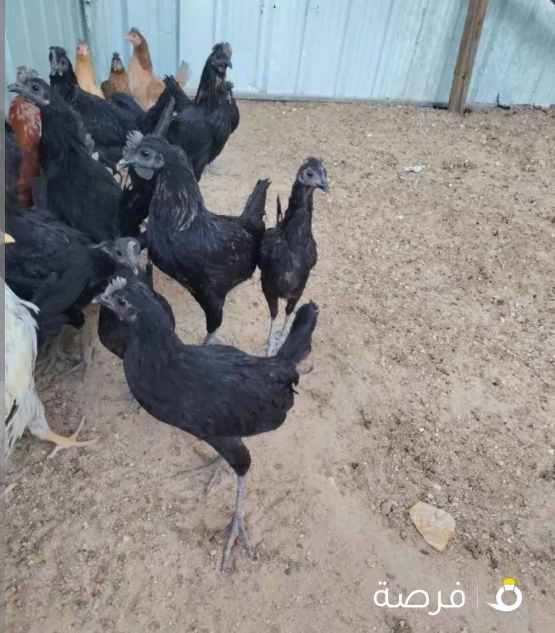 للبيع على المجموعه طقه وحده سود فقك