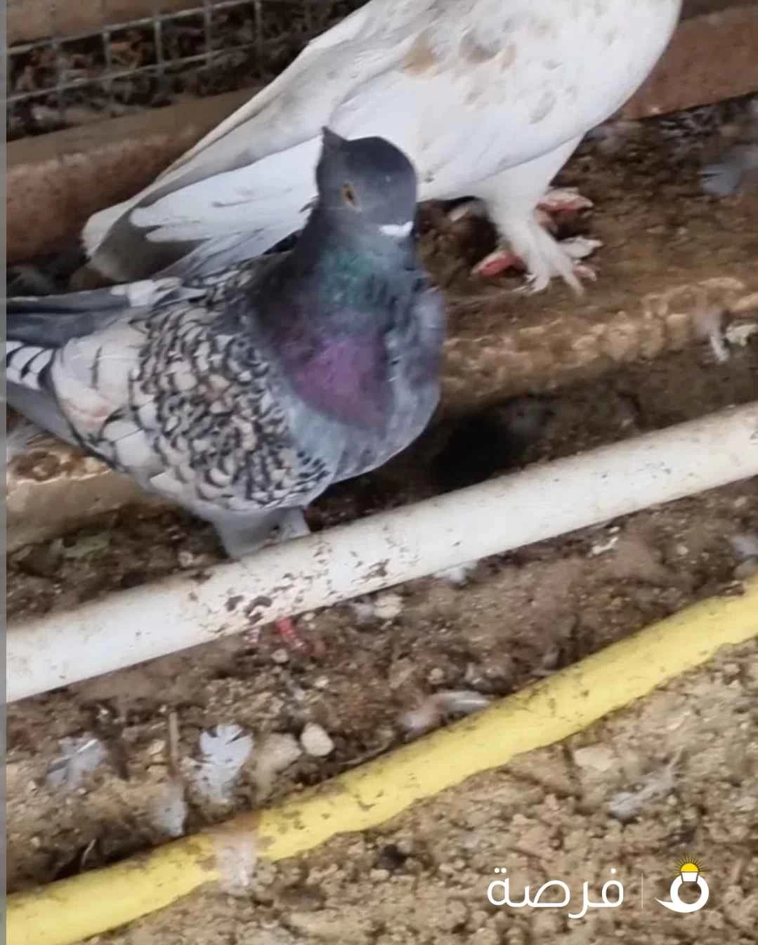 طيور حب الرمان للبيع
