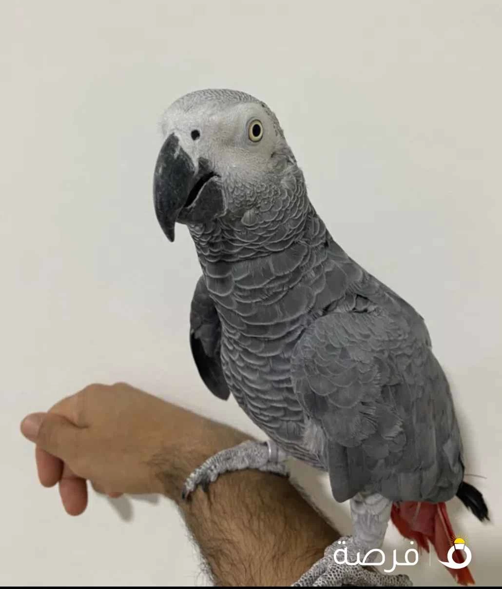 كاسكو ذكر العمر فوق ⁦⁦7⁩⁩ سنين