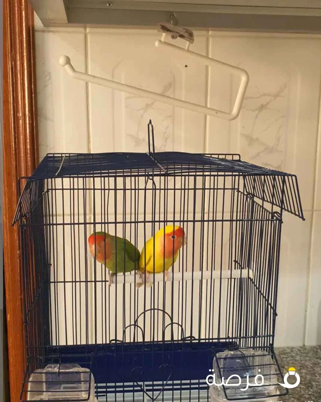 طيور روز ⁦⁦love⁩⁩ ⁦⁦birds⁩⁩ فشر طيور حب