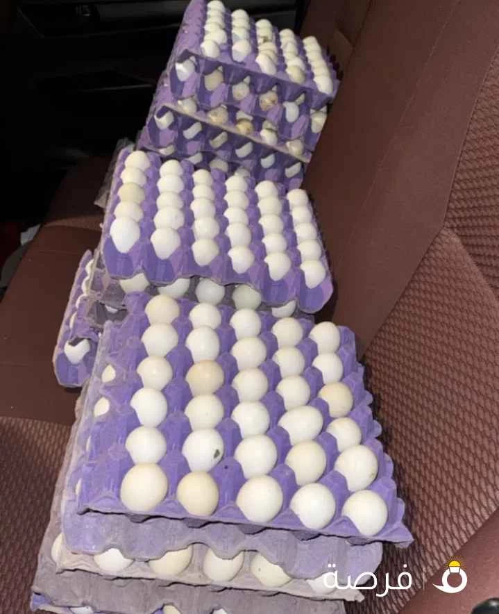 للبيع أطباق بيض للفقاسات شيء مميز