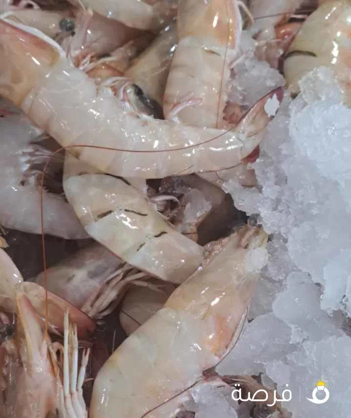 أسماك طازجة يوميا من البحر إلى المائده تنضيف وتوصيل جميع مناطق الكويت ثقتكم بنا تبدأ من التجربة