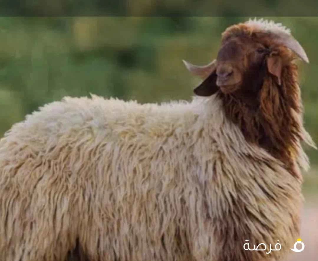 قصاب تحت
