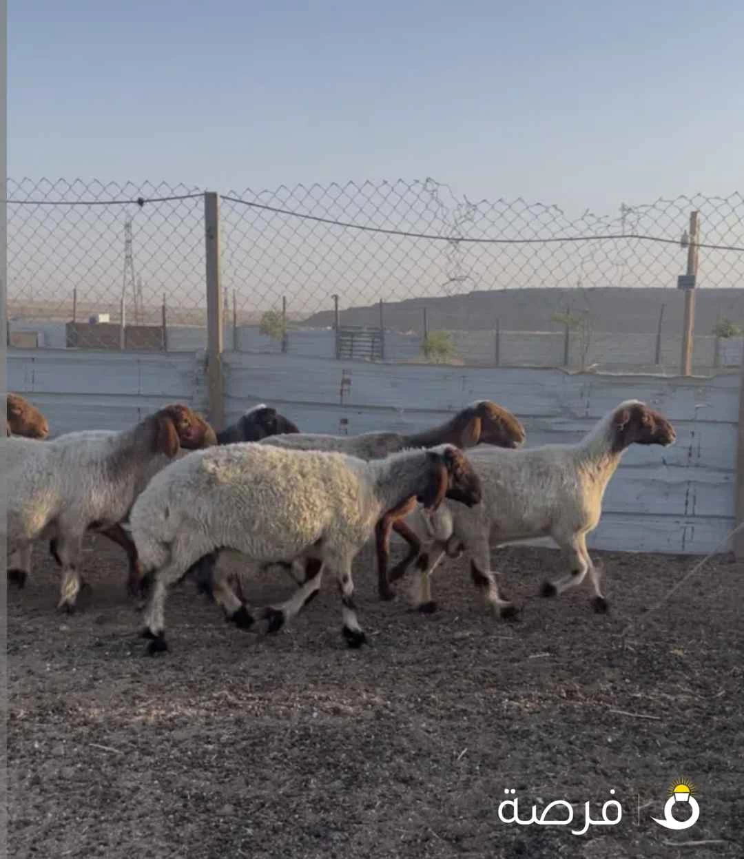 للبيع غنم نعيم