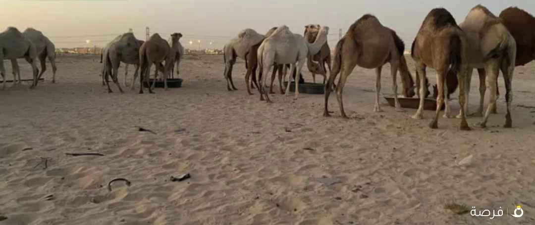 ابل للبيع الموقع الاديرع