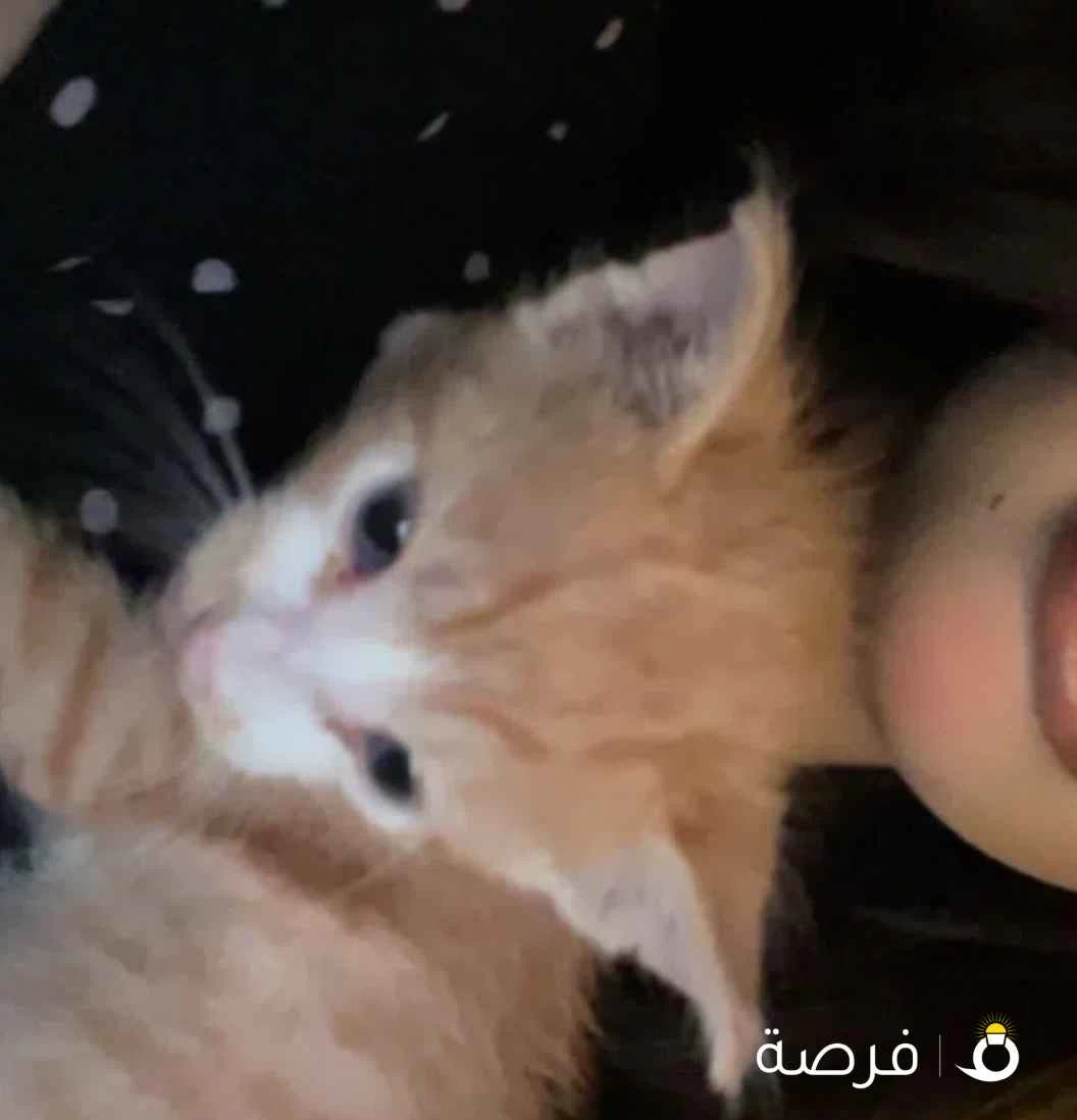 قطوه للتبني