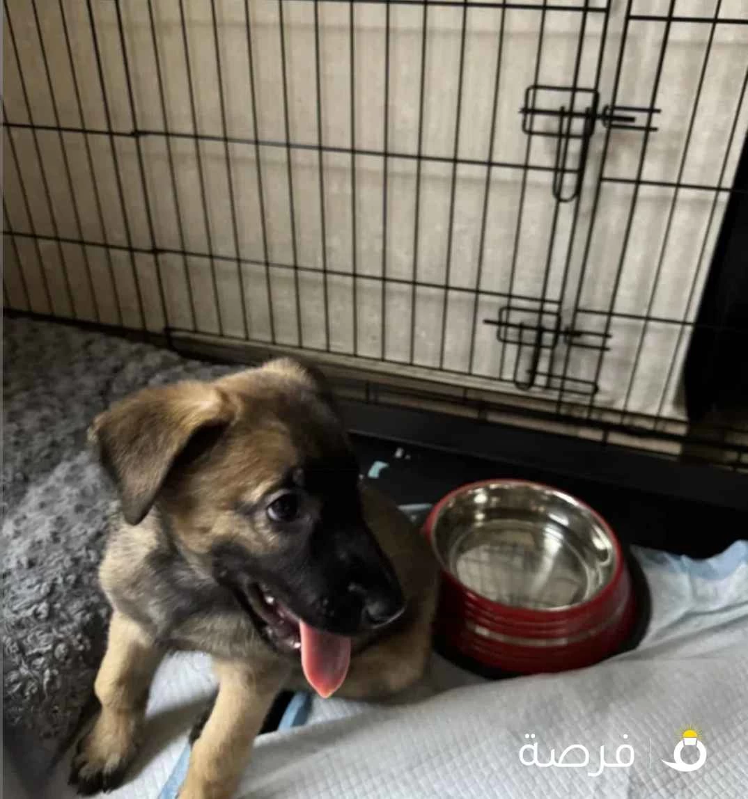 للبيع مالينوا العمر شهرين