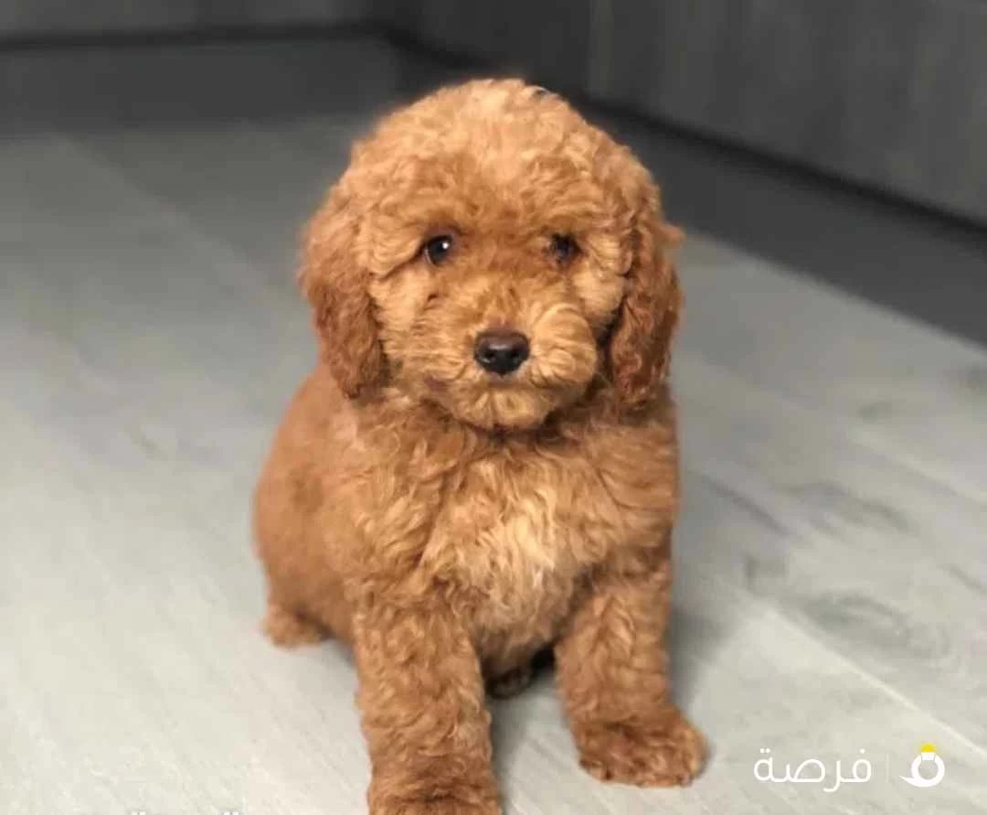 ابحث عن بودل للتبني