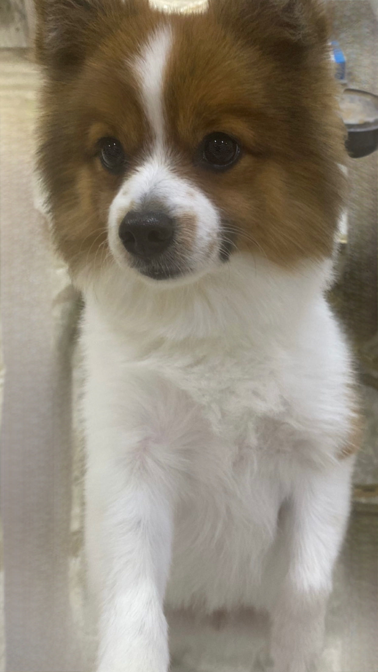 جلب ضايع بالواحه قطعه٢