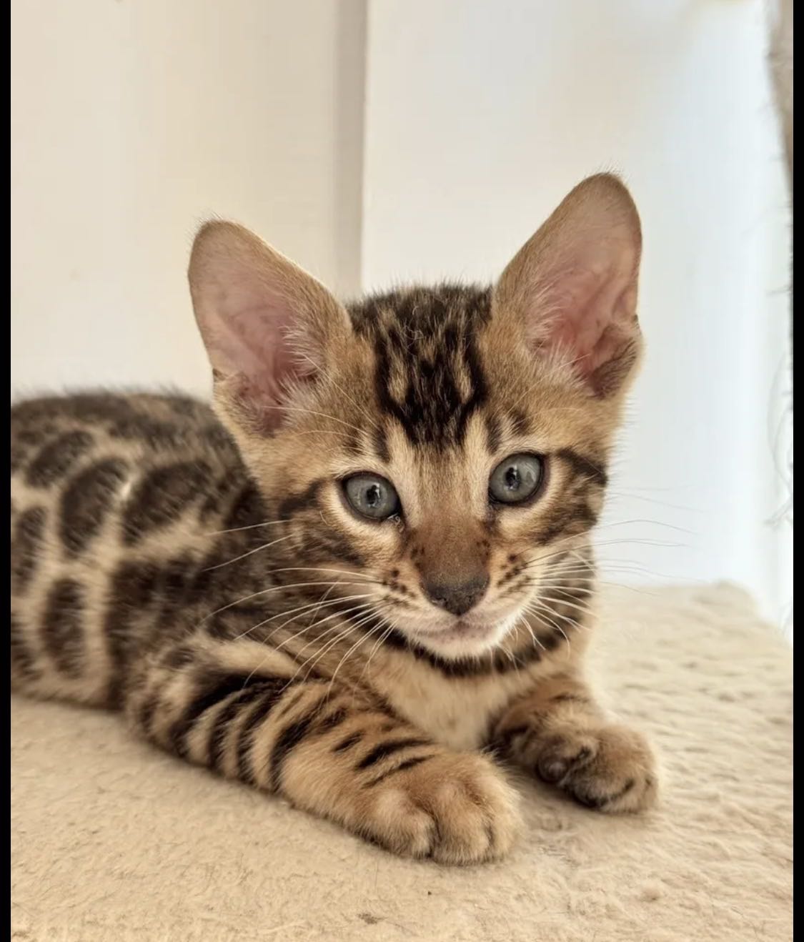 قطط بنغال بيور الوان بني تبارك الرحمان Exotic pure bengals kittens
