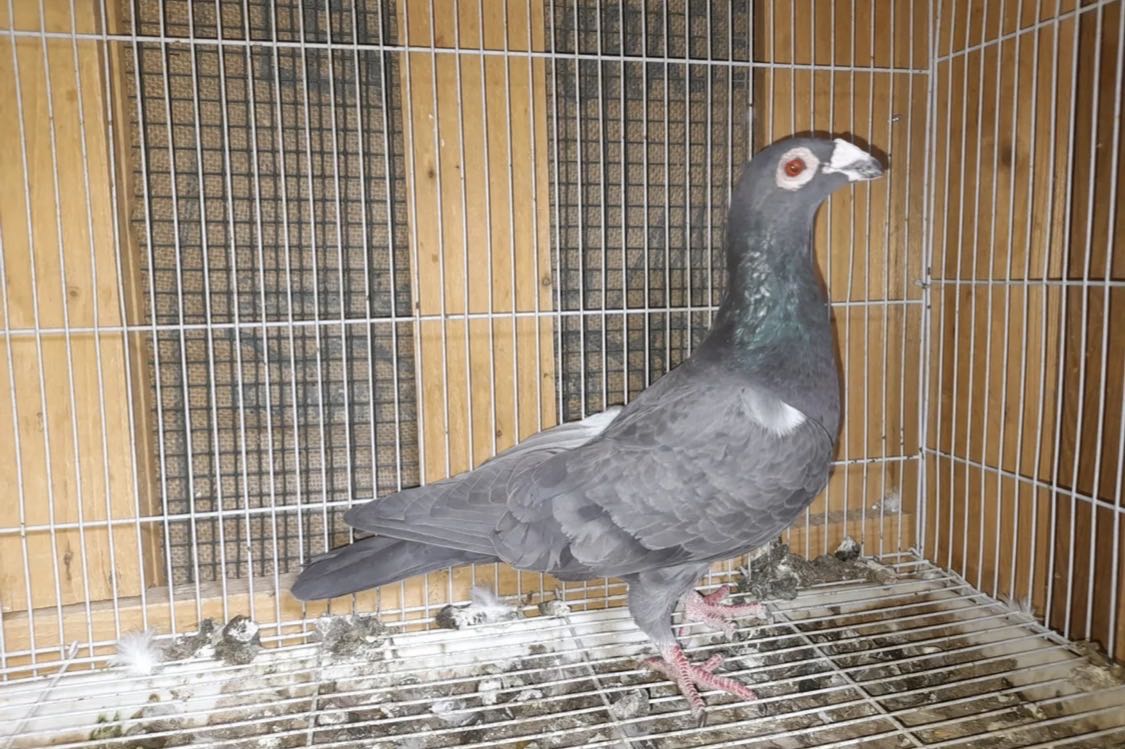 حمام للبيع ازواج وانثاي وفحول