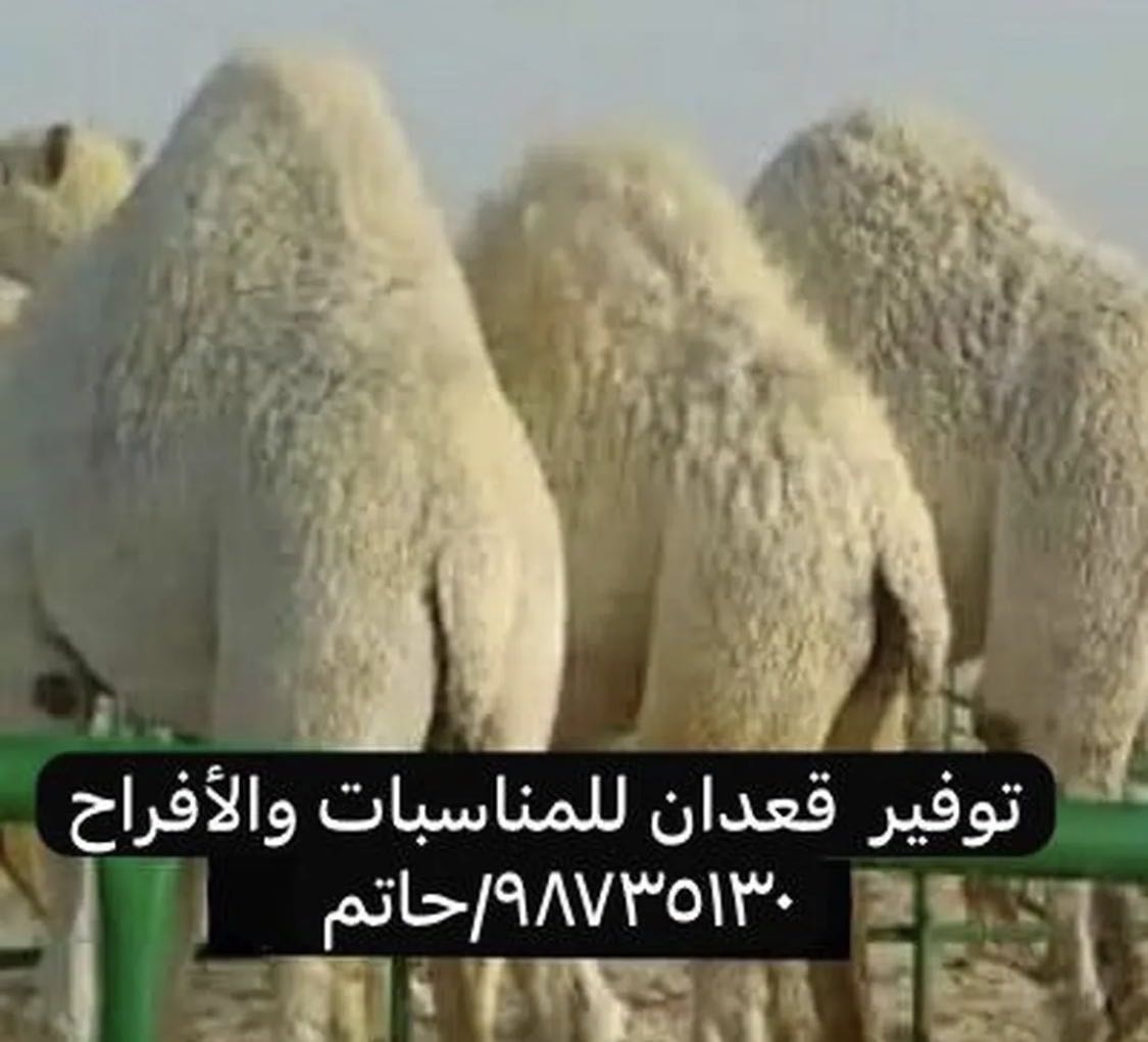 للبيع والشراء قعدان محليه ويوجد توصيل جميع مناطق الكويت