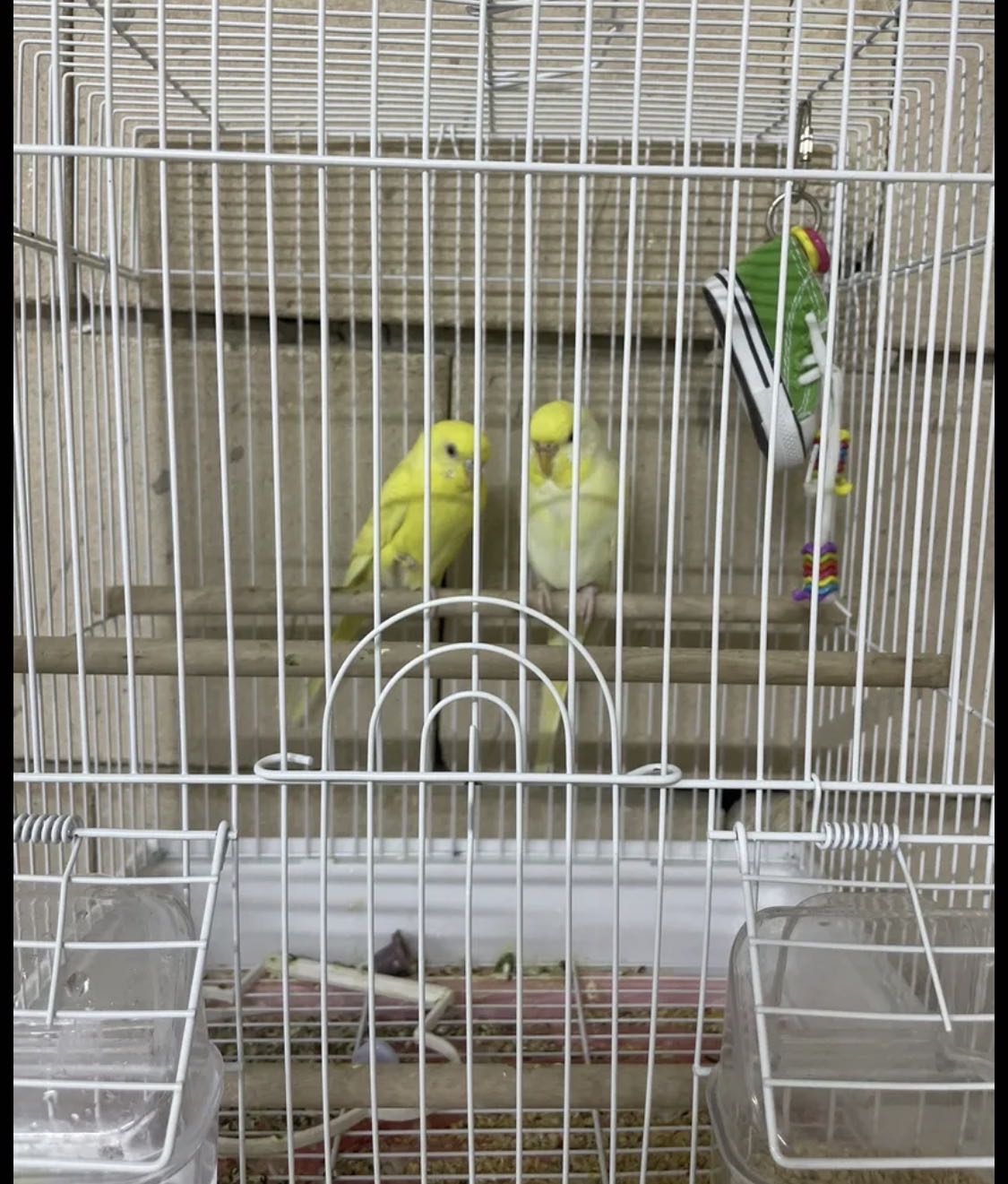 طيور بادجي زوج