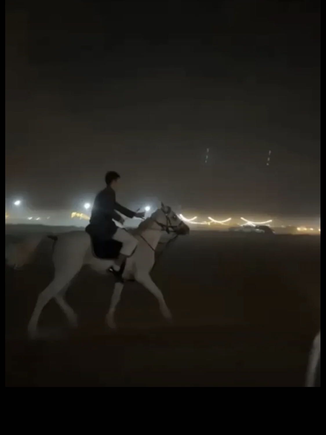 للبيع خيل مصري بلدي