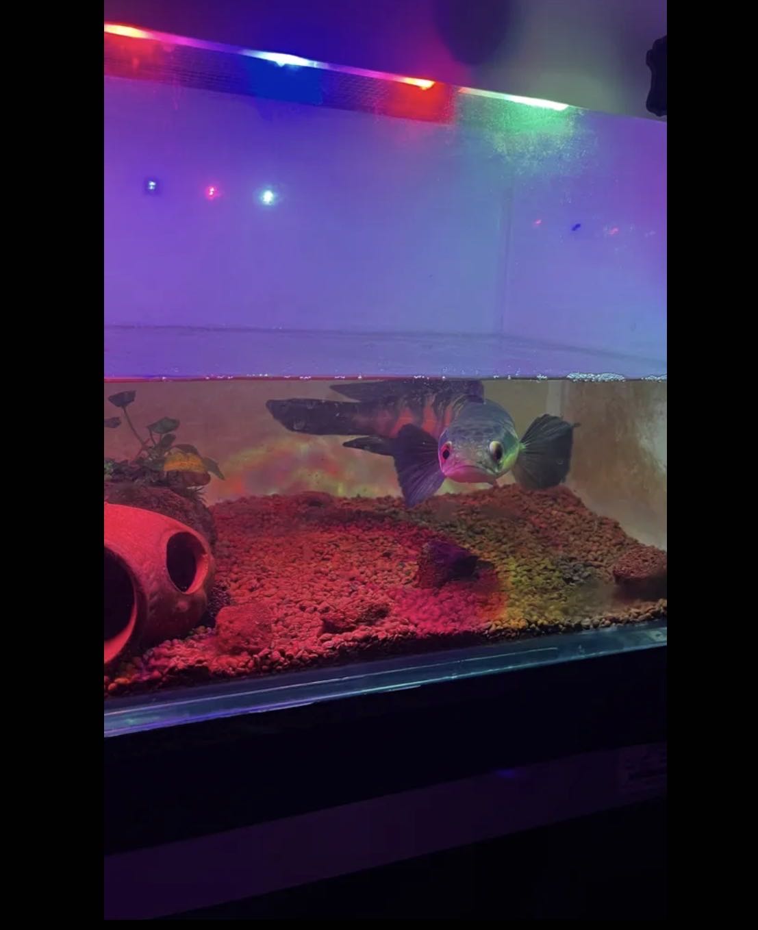 Smakehead Red Barito Grade A