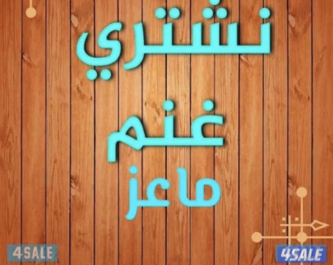 نشتري جميع انواع الحلال غنم او ماعز ولدفع كاش أو رابط فقط اتصل نصلك في اي مكان داخل الكويت