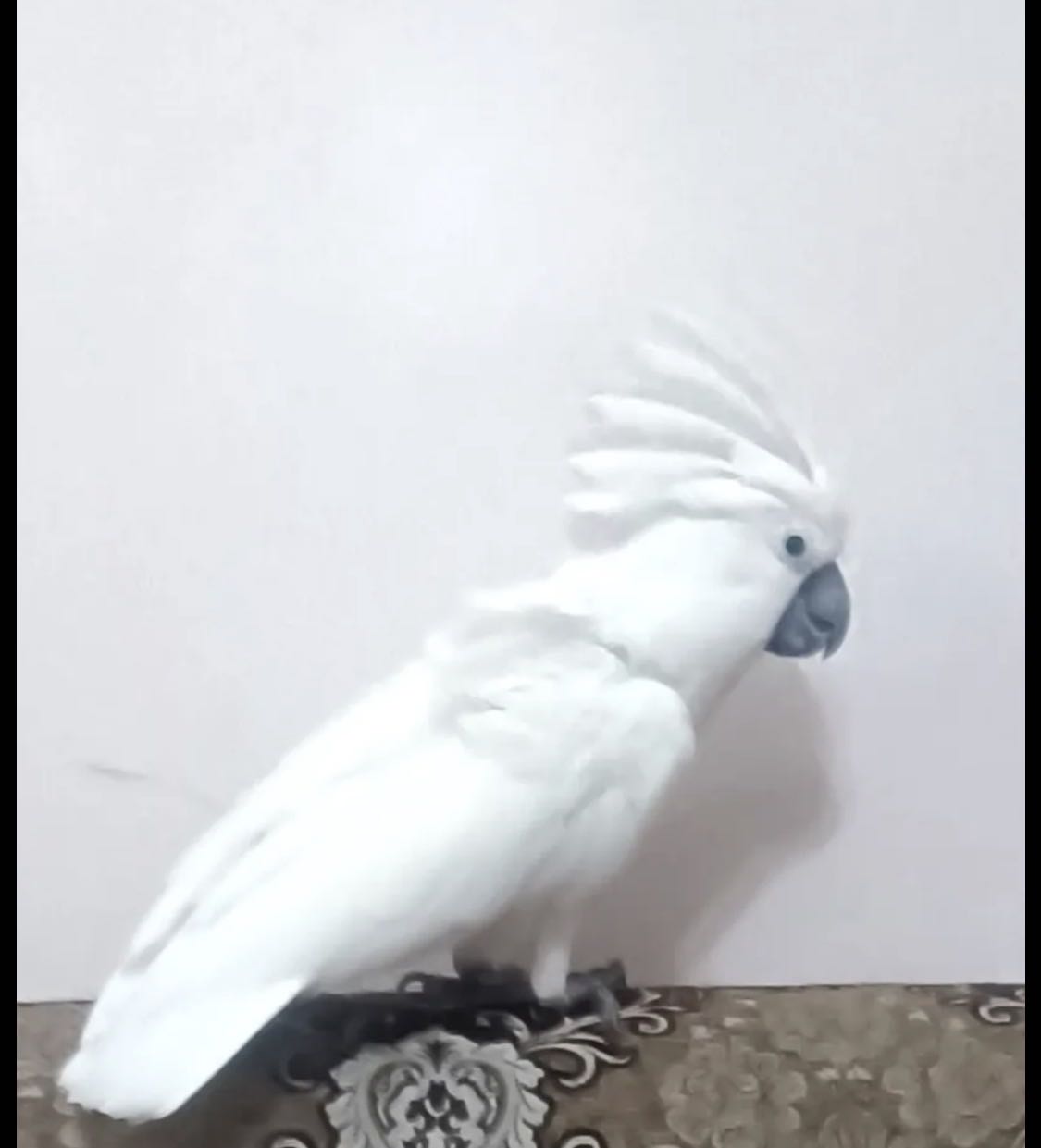 كوكاتو امبريلا ذكر محجل الف 100٪ ربوه