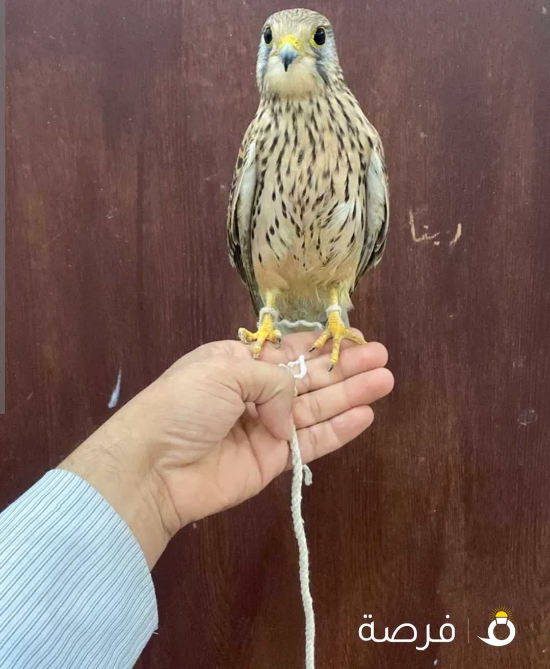 للبيع طير صغير دق مكالمه او وتساب ::::رسايل برنامج ماتطلع عندي والله