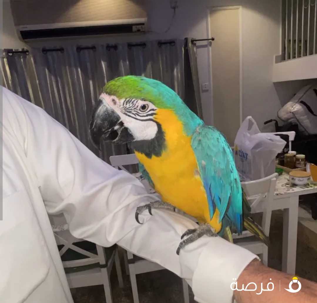 طير مكاو ربوه