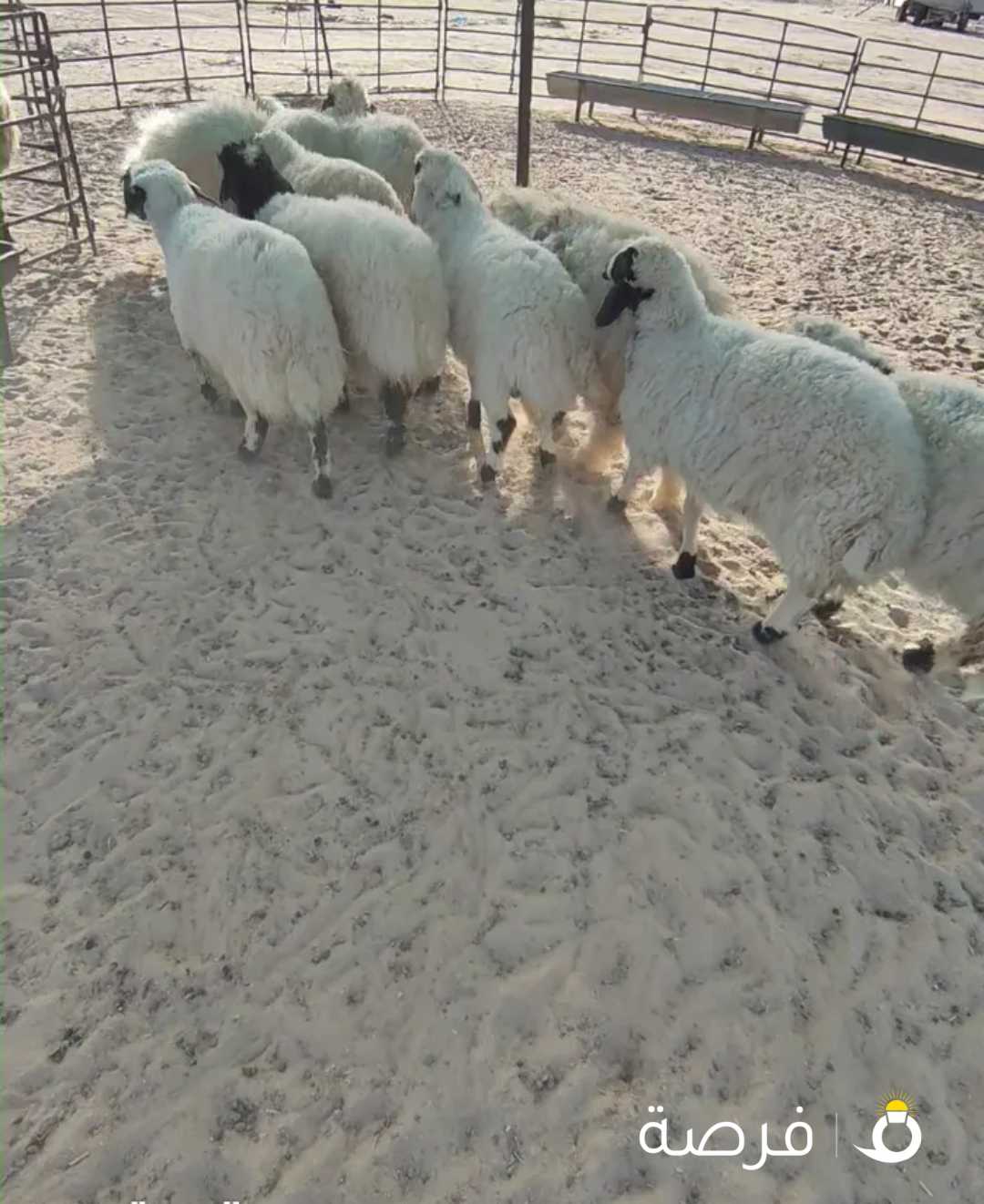 ذبايح شفالي فاخرة