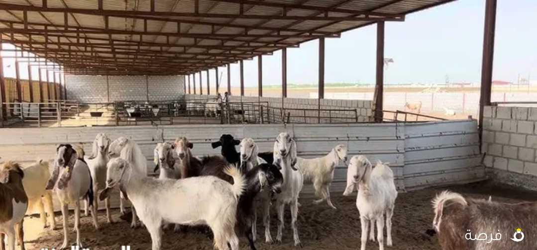 مطلوب حظيره للايجار