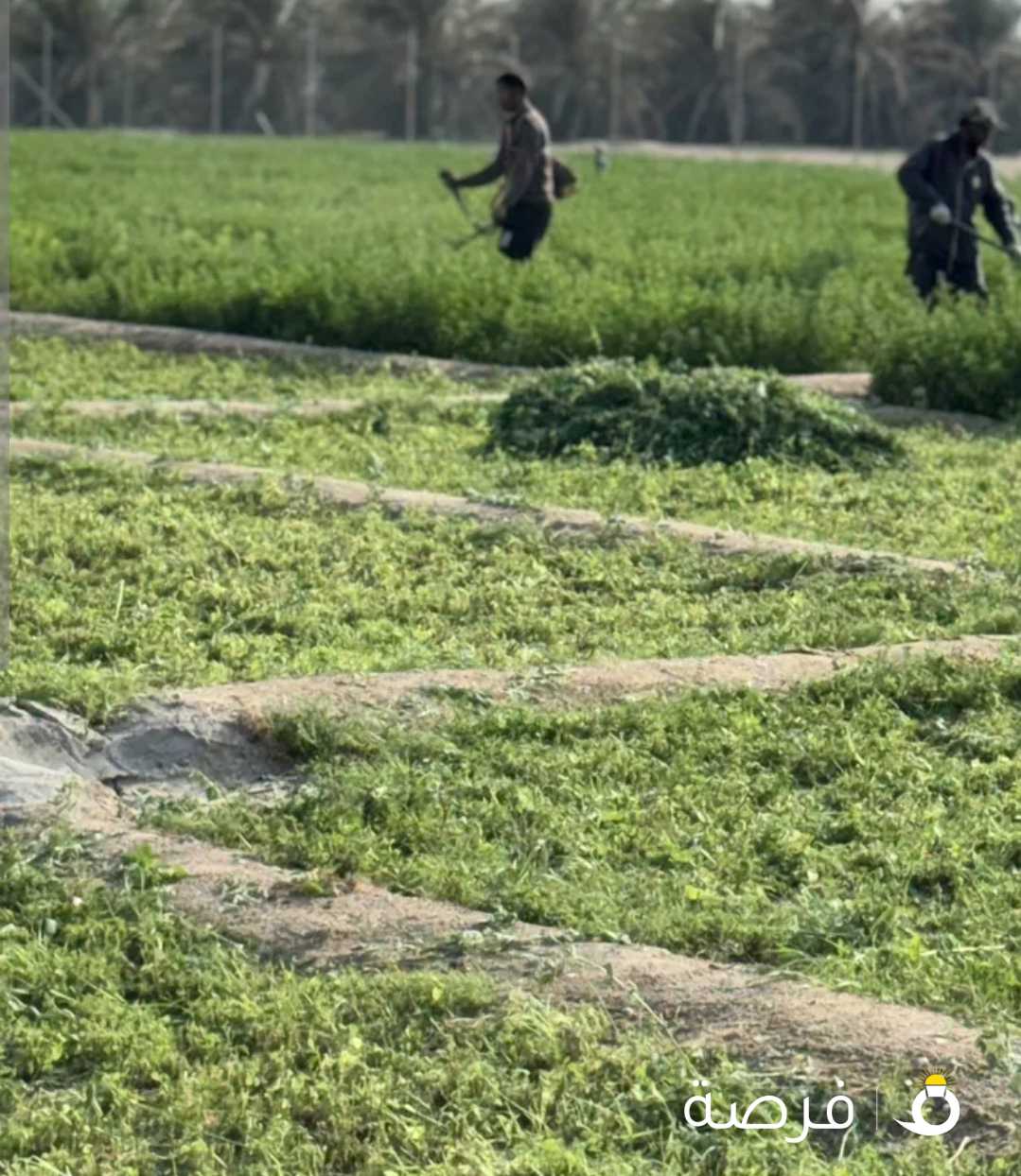 للبيع برسيم كويتي