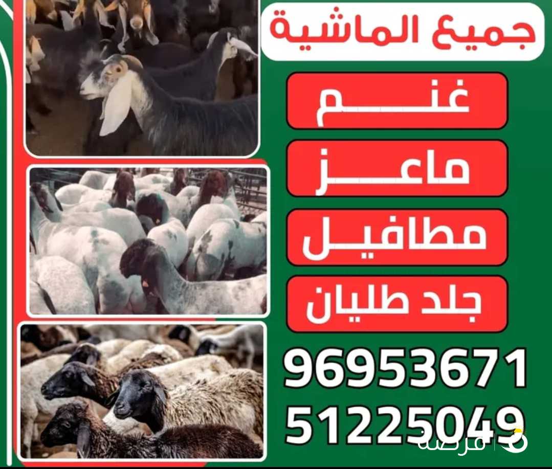 نشتري جميع الماشيه غنم ماعز مطافيل جلد العدد مفتوح
