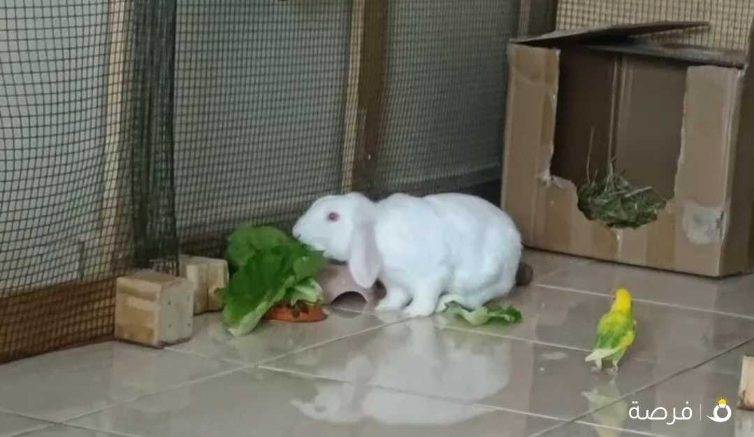 white male Rabbit أرنب أبيض ذكر