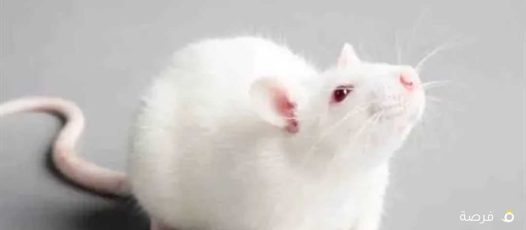 هامستر روسي + سوري + فيران بيض