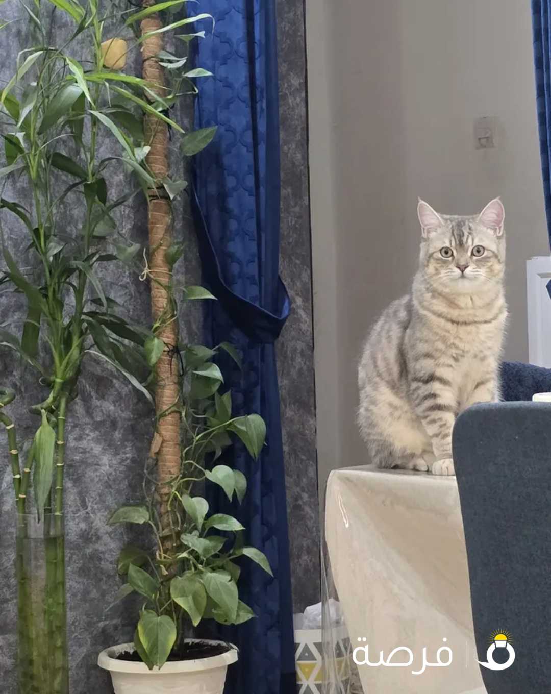 قطط للبيع 3 شهور ذكور بيور برتيش