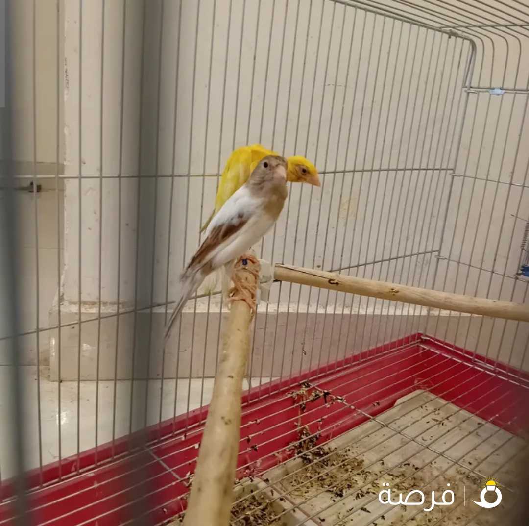 للبيع زوج كناري مع فروخهم وبلبل ربوة