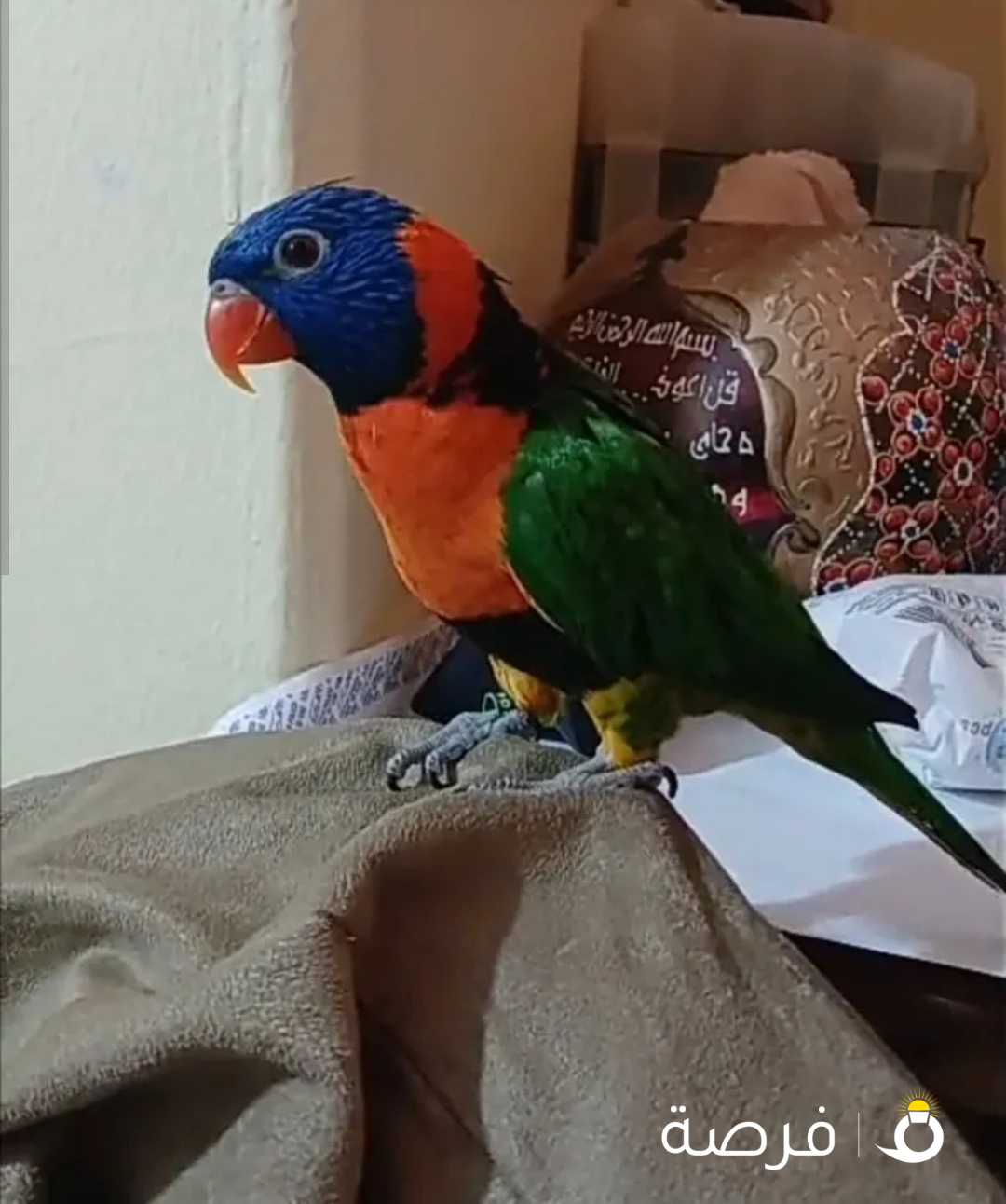 ببغاء لوري للبيع