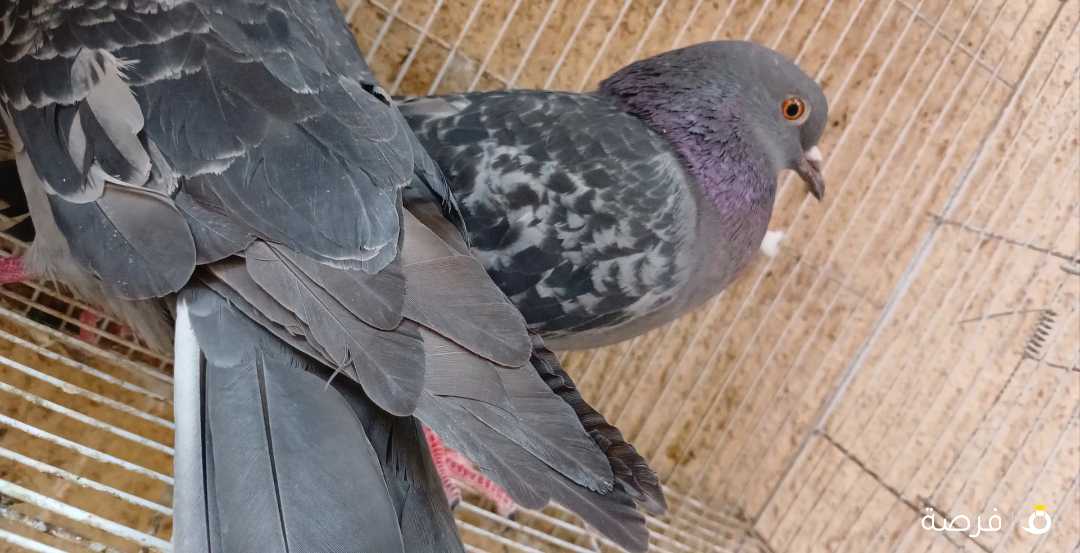 حبات لوت بدينار فقط