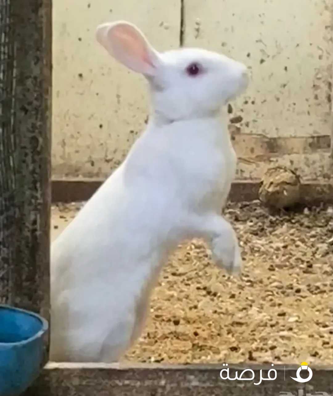 إناث ارانب ولادة