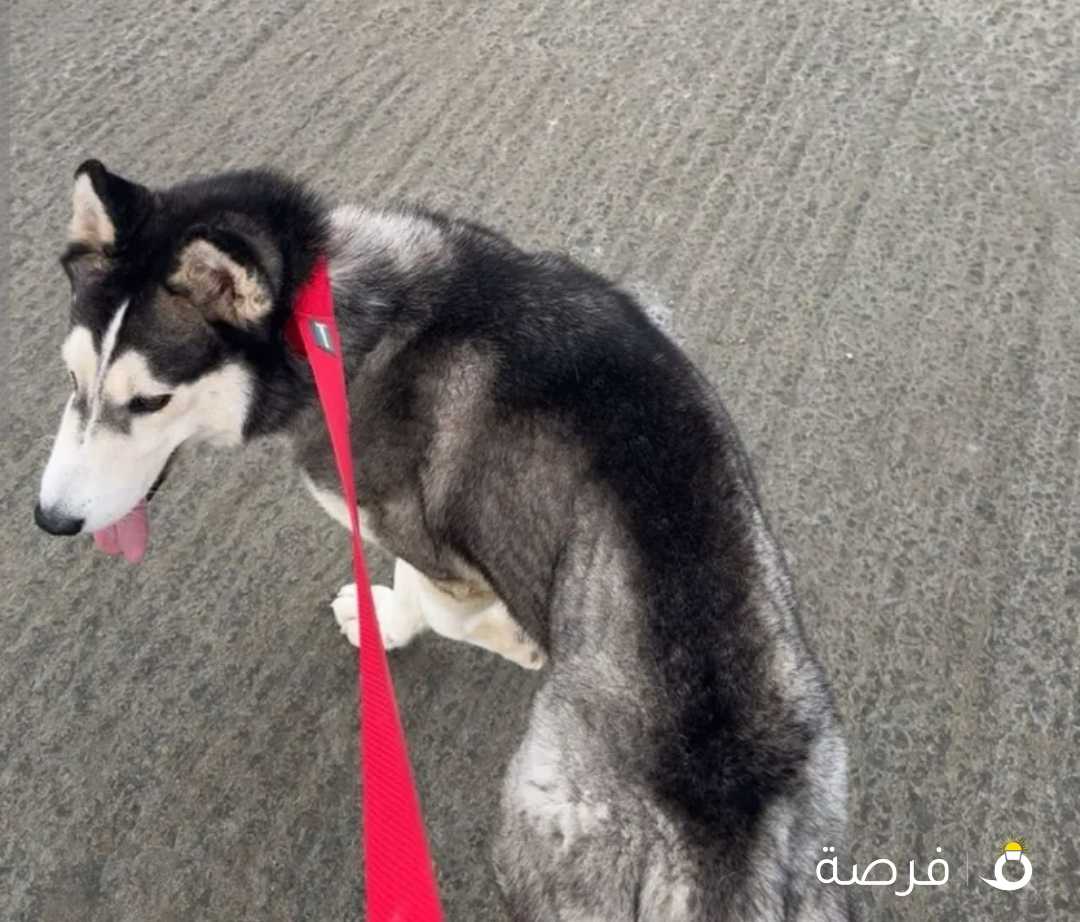 للبيع هاسكي