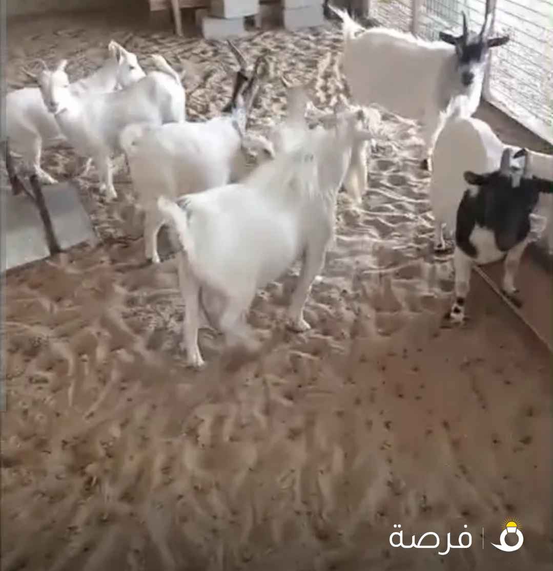 للبيع جيكيات مضاريع حلالي ومطعمهم