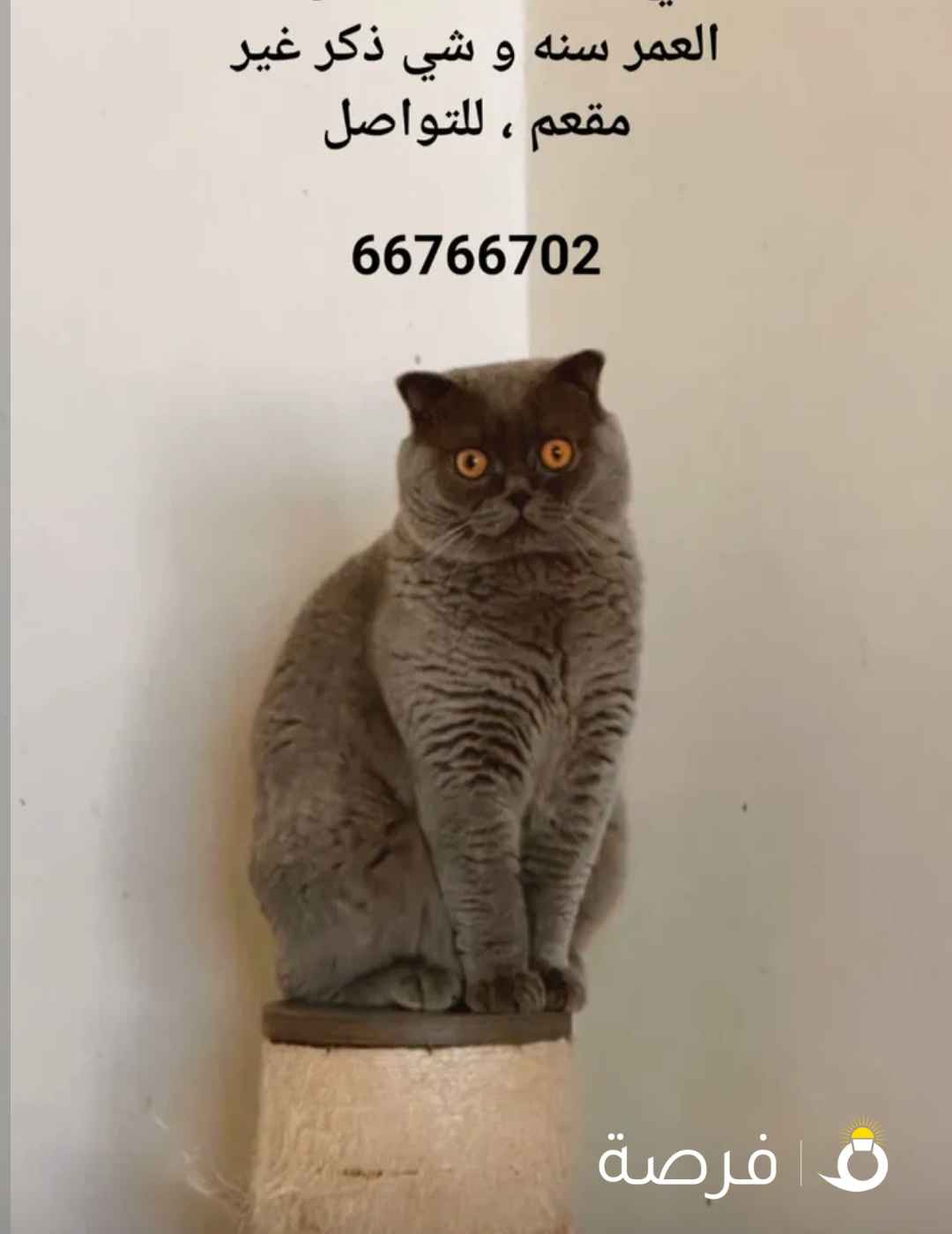 للتبني /for adoption