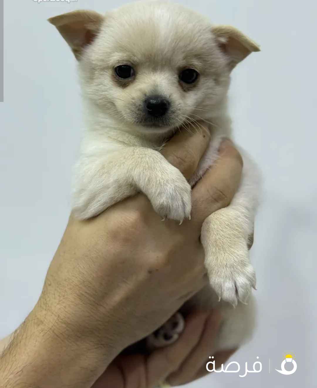White and Beige Chihuahua