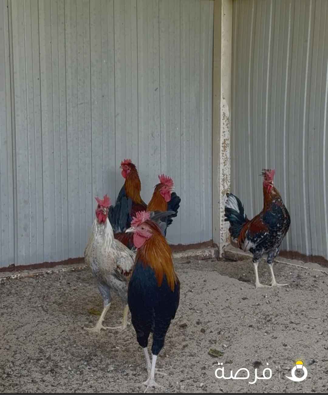 دجاج عربي قديم