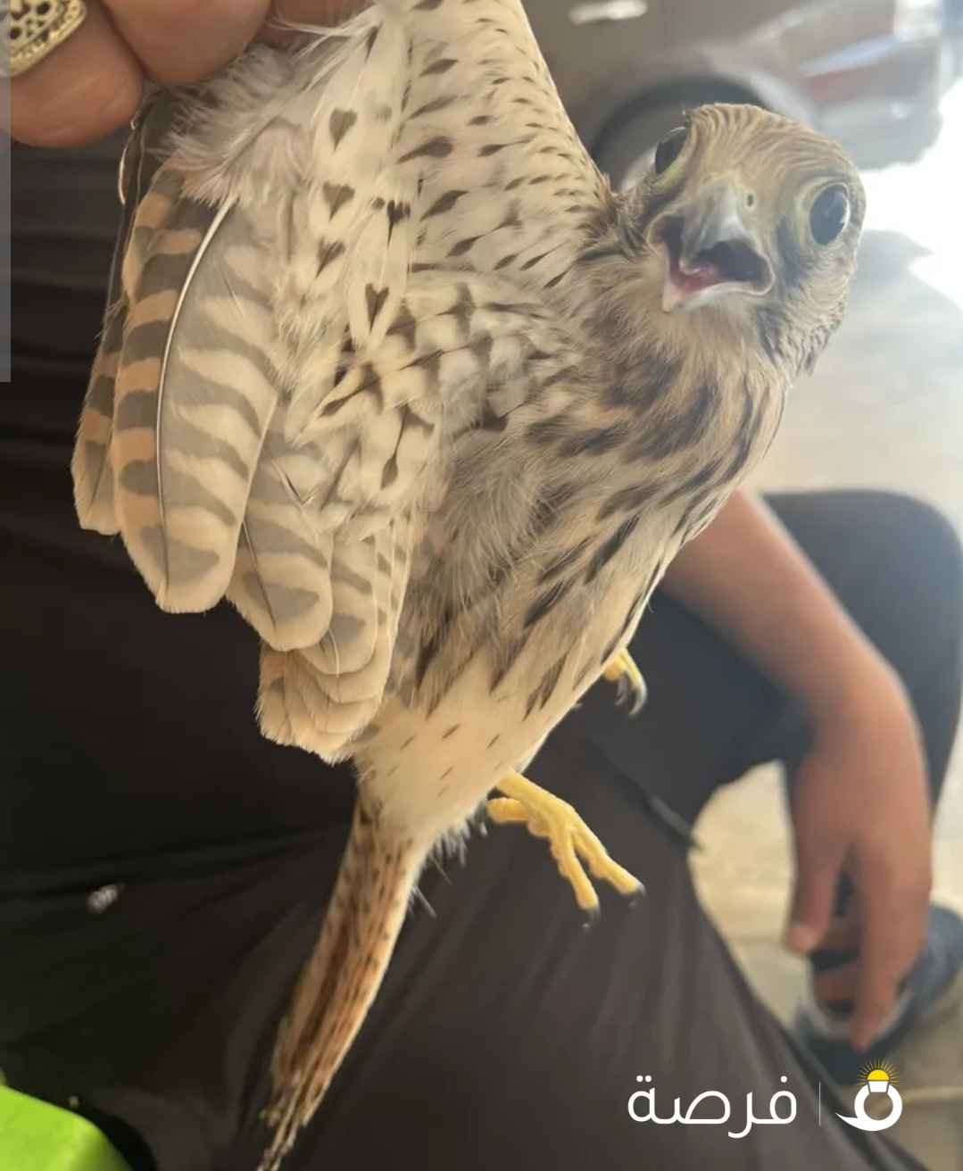 شاهين صقر صغير