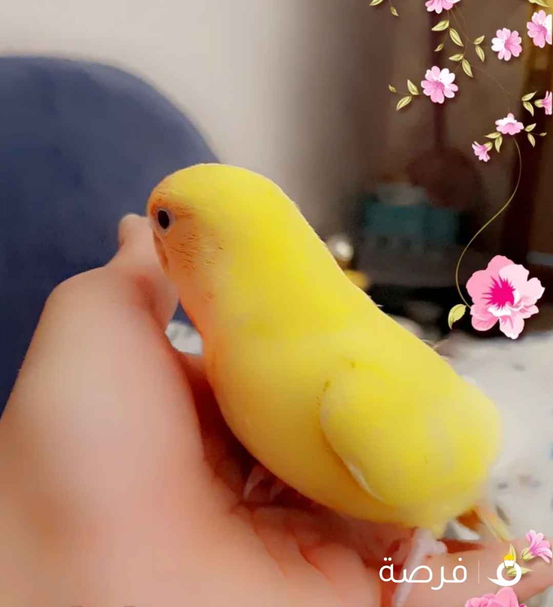 عرض اليوم ازواج كروان منتج او فروخ ليف بيرد نهاية عس او فرخ كروان عس 15 التواصل هنا او وتساب