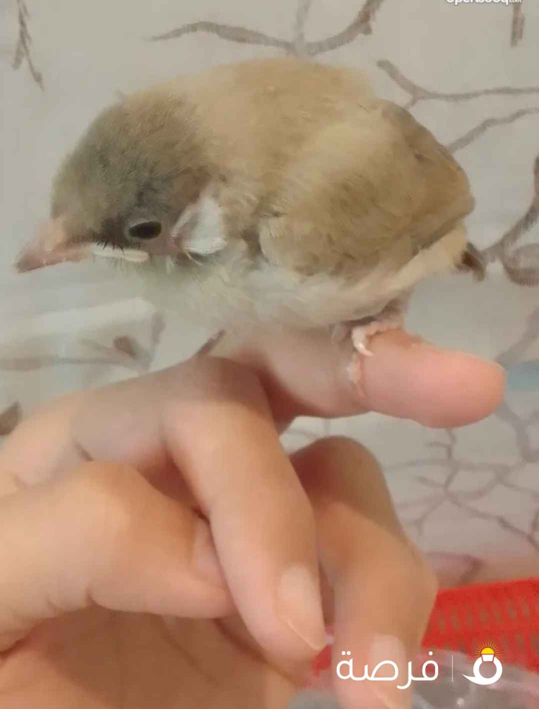 طيور عراقيه