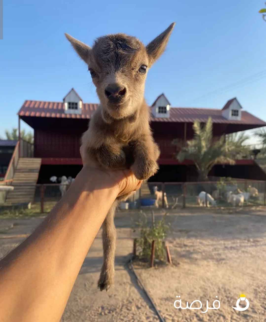 الماعز القزم للاطفال