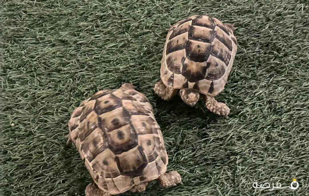 عشّاق السلاحف... فرصتك وصلت