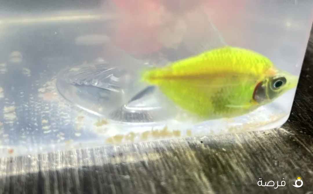 للبيع سمك زينه بصحه جيده جداً